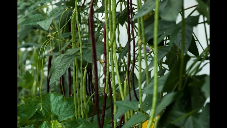Cây Ðậu đen thòng. Vigna unguiculata - Cây Thuốc Nam Quanh Ta